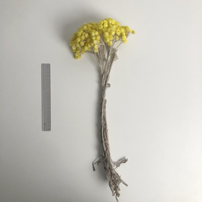 法國蠟菊