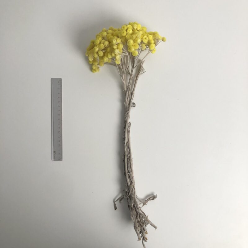法國蠟菊