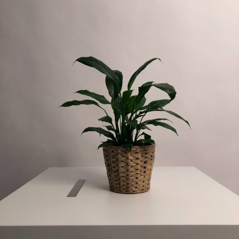 白鶴芋