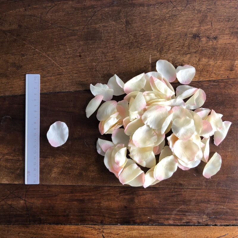 C ✤ 花瓣_淡白