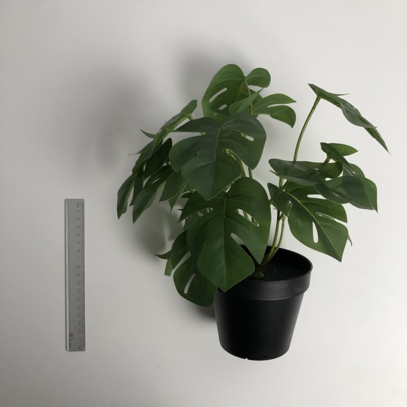 A ✤ 龜背芋葉_黑色花盆