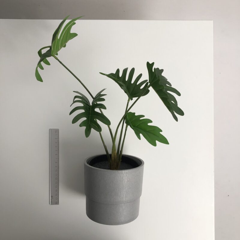 B ✤ 龜背芋葉_灰色花盆